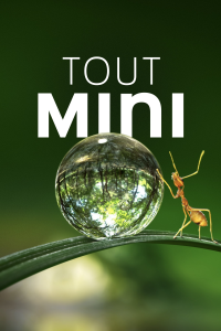 voir serie Tiny World en streaming